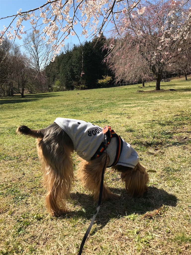 f:id:noel_mama:20190405160655j:image
