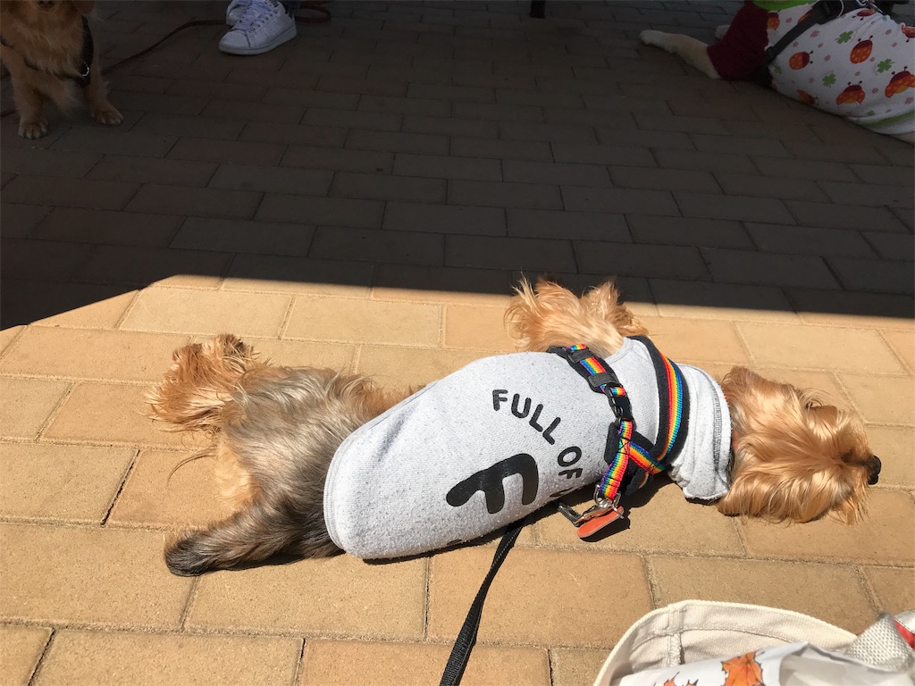 f:id:noel_mama:20190405163613j:image