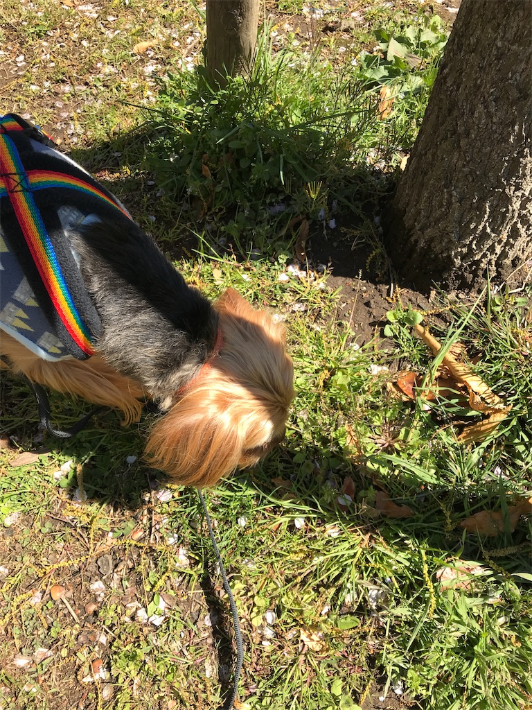 f:id:noel_mama:20190411215515j:image f:id:noel_mama:20190411215515j:image