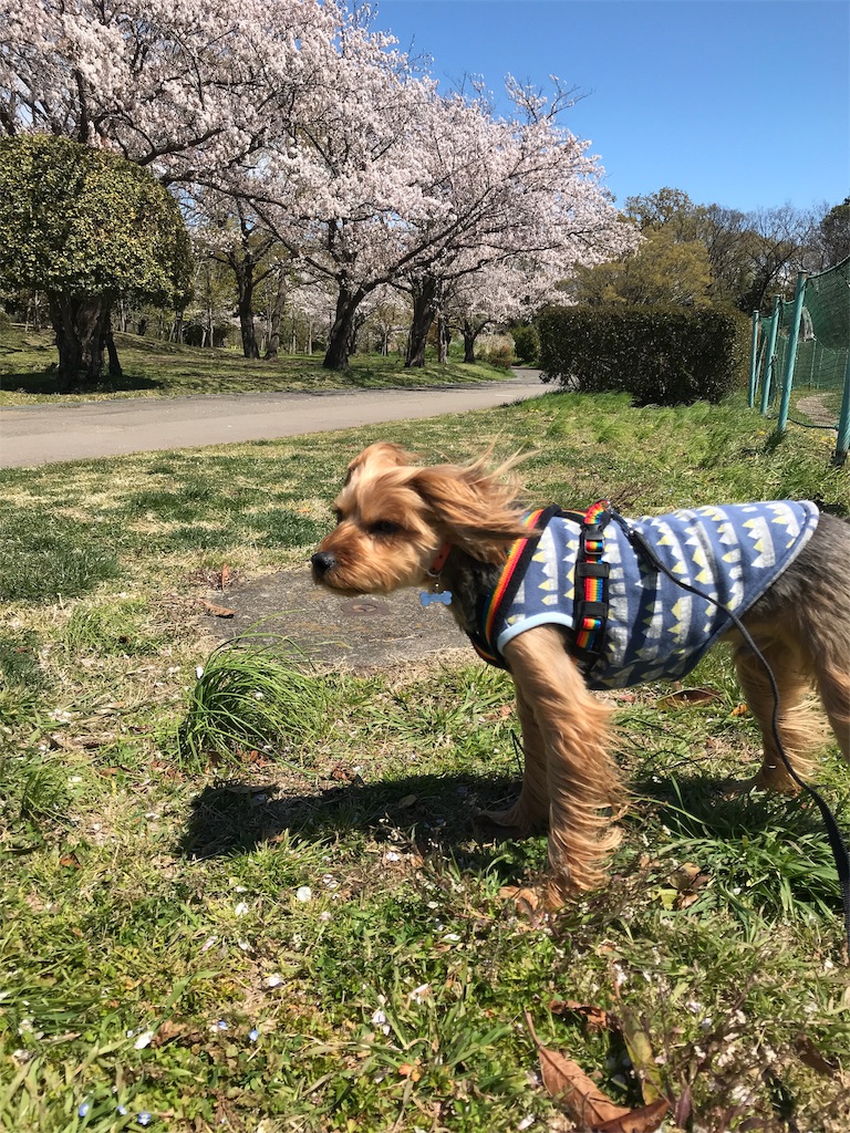 f:id:noel_mama:20190411222414j:image f:id:noel_mama:20190411222414j:image