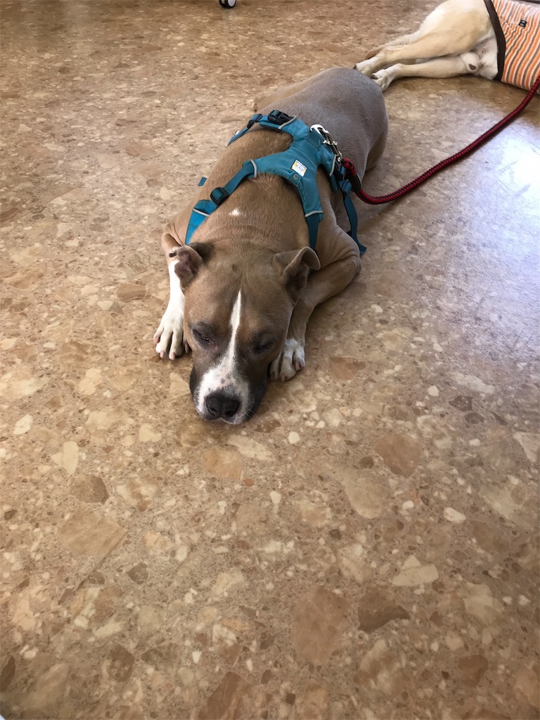 f:id:noel_mama:20190426235206j:image f:id:noel_mama:20190426235206j:image
