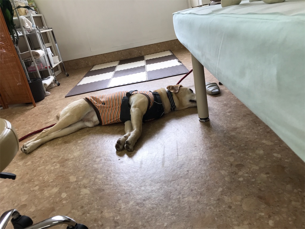 f:id:noel_mama:20190426235222j:image f:id:noel_mama:20190426235222j:image