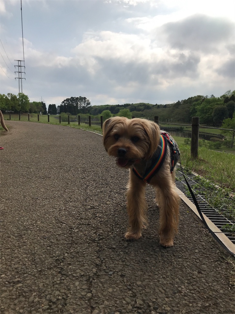 f:id:noel_mama:20190426235550j:image f:id:noel_mama:20190426235550j:image