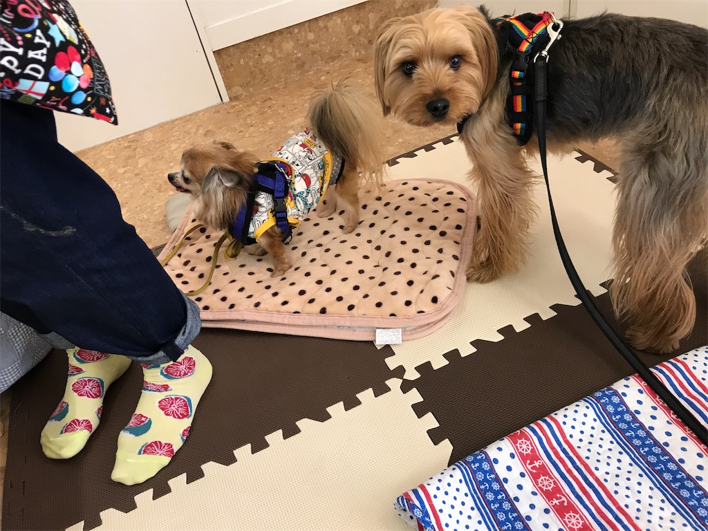f:id:noel_mama:20190524125042j:image f:id:noel_mama:20190524125042j:image