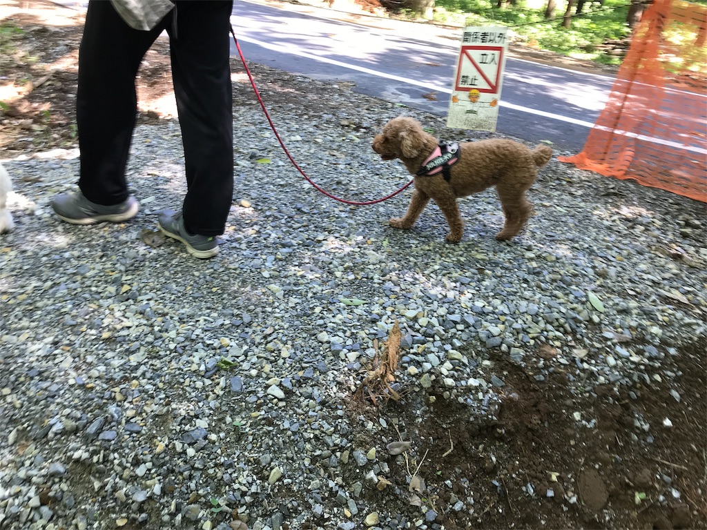 f:id:noel_mama:20190524130508j:image f:id:noel_mama:20190524130508j:image
