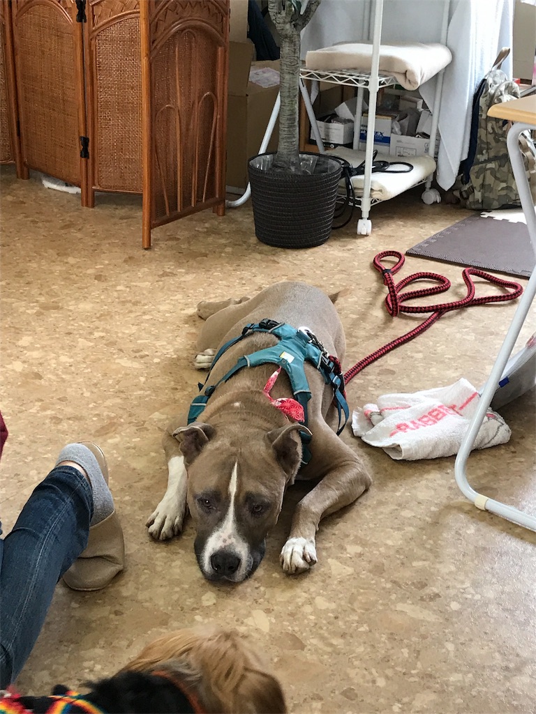 f:id:noel_mama:20190628212132j:image f:id:noel_mama:20190628212132j:image