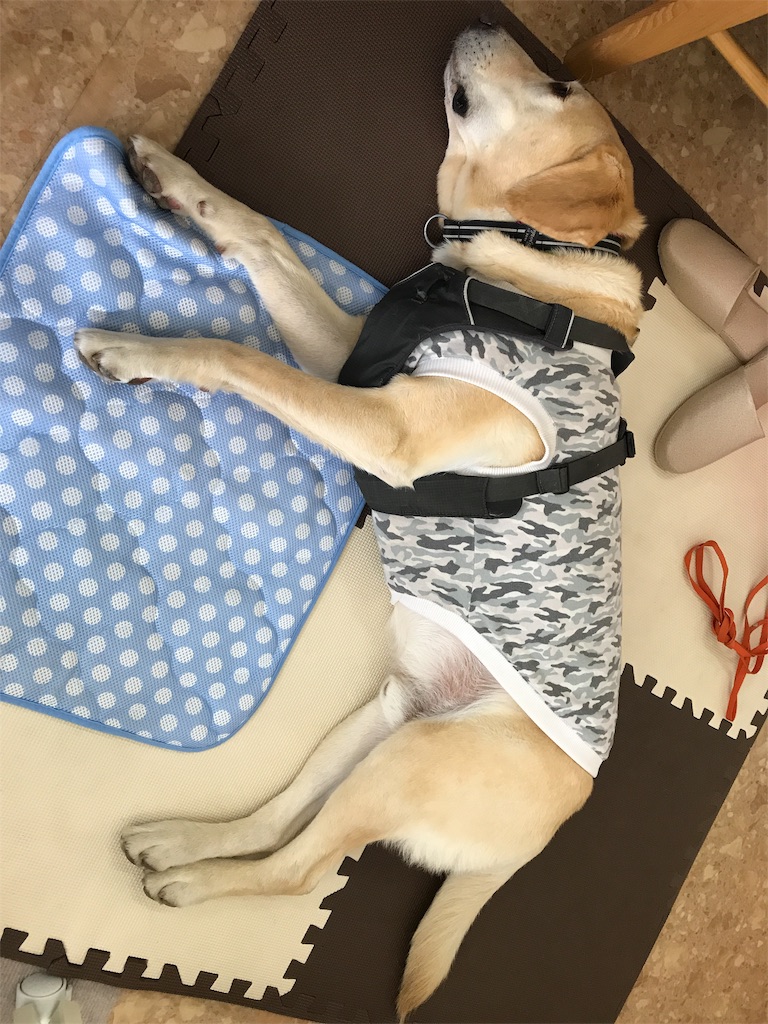 f:id:noel_mama:20190628212633j:image f:id:noel_mama:20190628212633j:image
