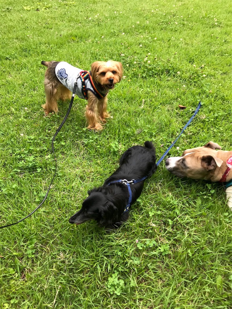f:id:noel_mama:20190628213407j:image f:id:noel_mama:20190628213407j:image
