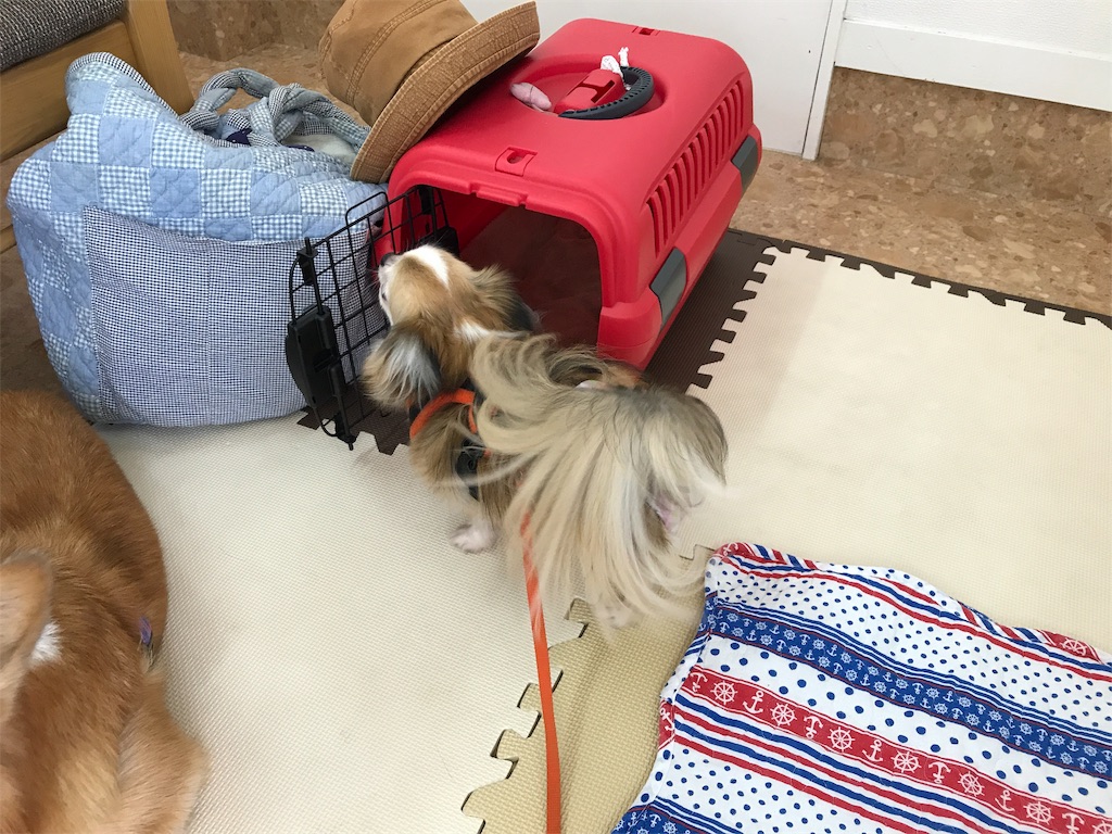 f:id:noel_mama:20190725221326j:image f:id:noel_mama:20190725221326j:image