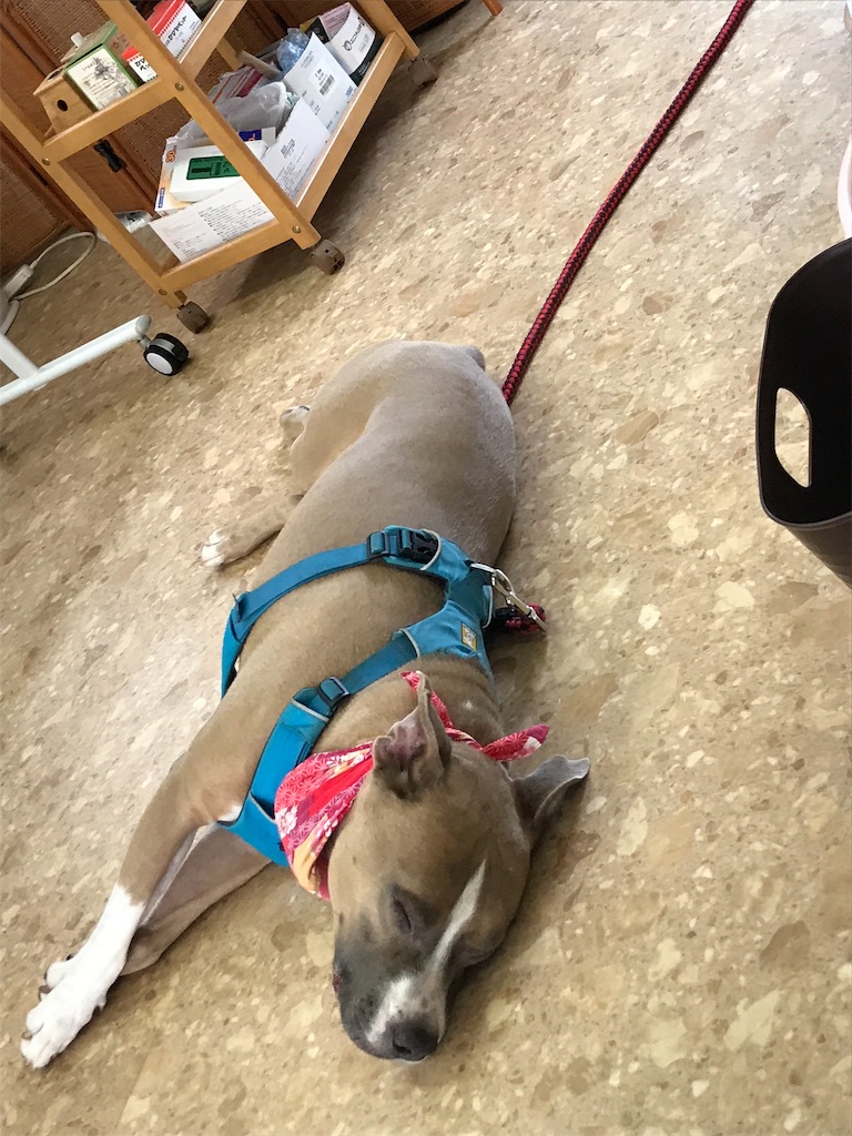 f:id:noel_mama:20190725221432j:image f:id:noel_mama:20190725221432j:image