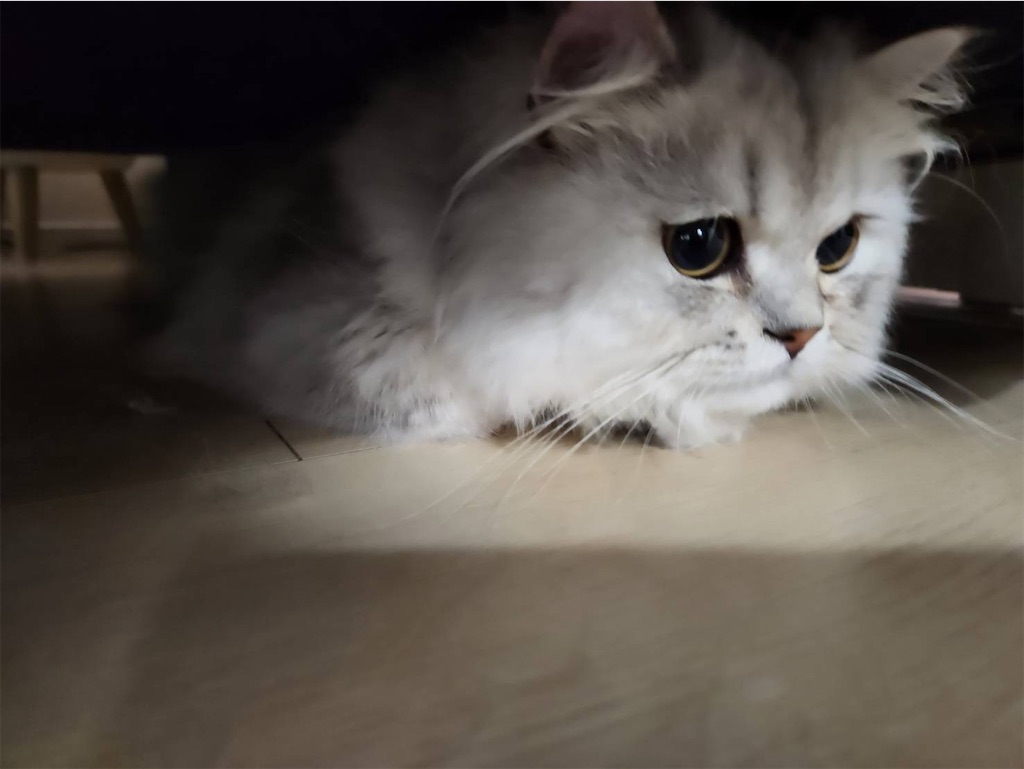 f:id:noelen:20230613215511j:image