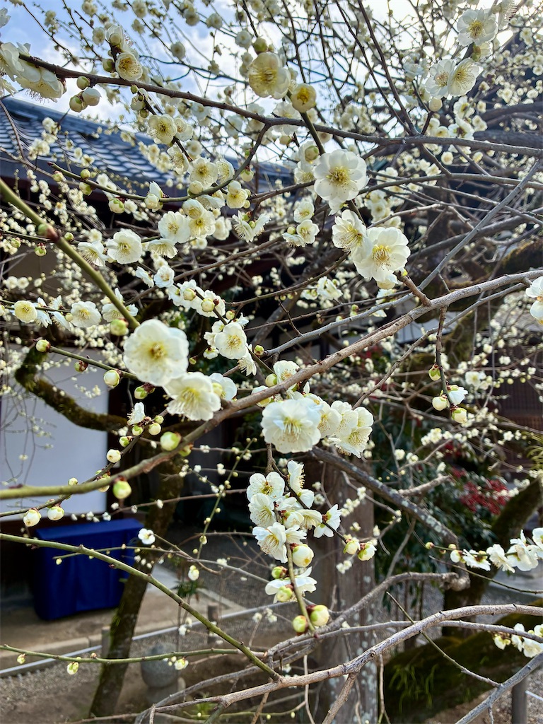 東風吹かば にほひおこせよ 梅の花 あるじなしとて 春を忘るな - ノエルとガンバとその他