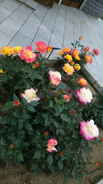 f:id:noevirgreencafe:20170702162946j:image f:id:noevirgreencafe:20170702162946j:image
