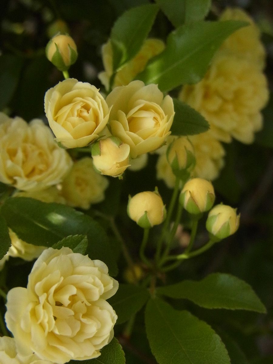 f:id:nofrills:20210528230038j:plain
