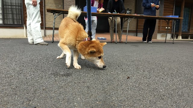 f:id:nogigen:20180502233551j:image