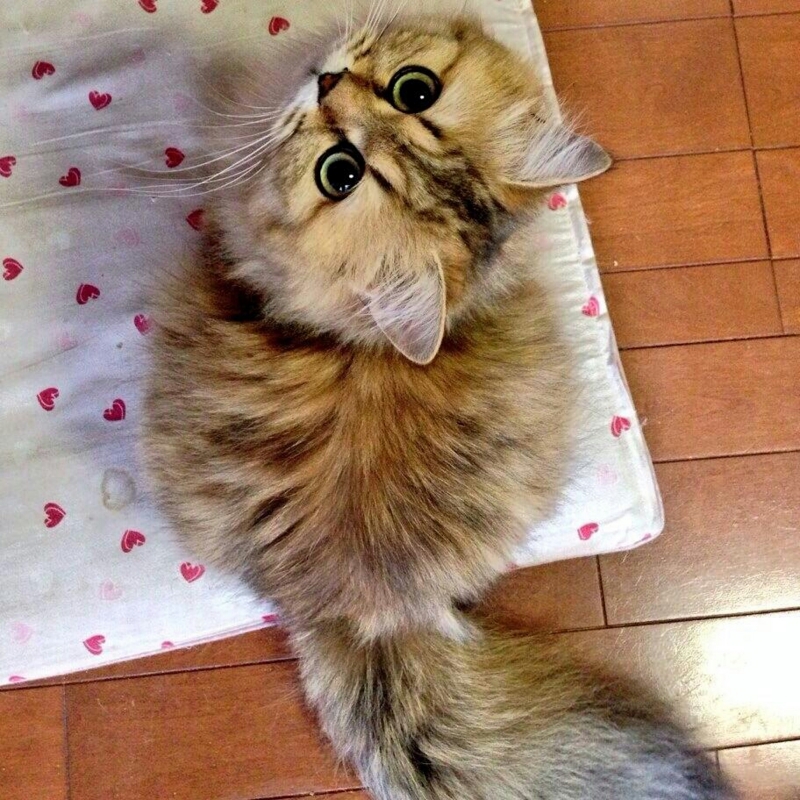 f:id:nogutyo:20140618000509j:plain