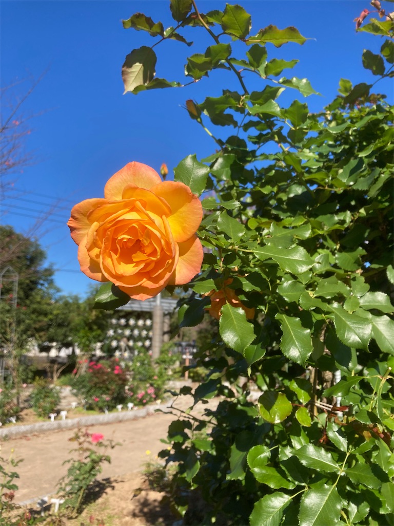 f:id:nohohon223:20241201182247j:image f:id:nohohon223:20241201182247j:image