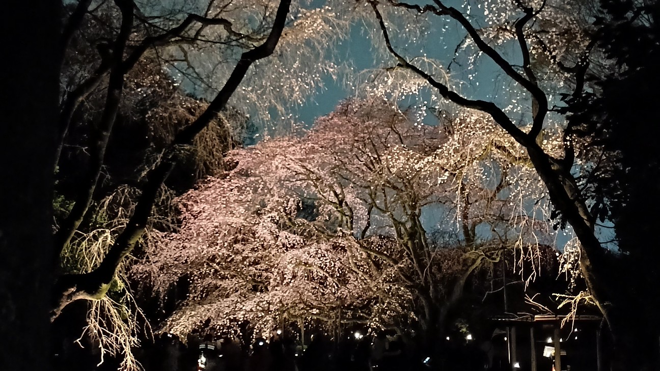 f:id:nohohontanuki:20260322182046j:image f:id:nohohontanuki:20260322182046j:image