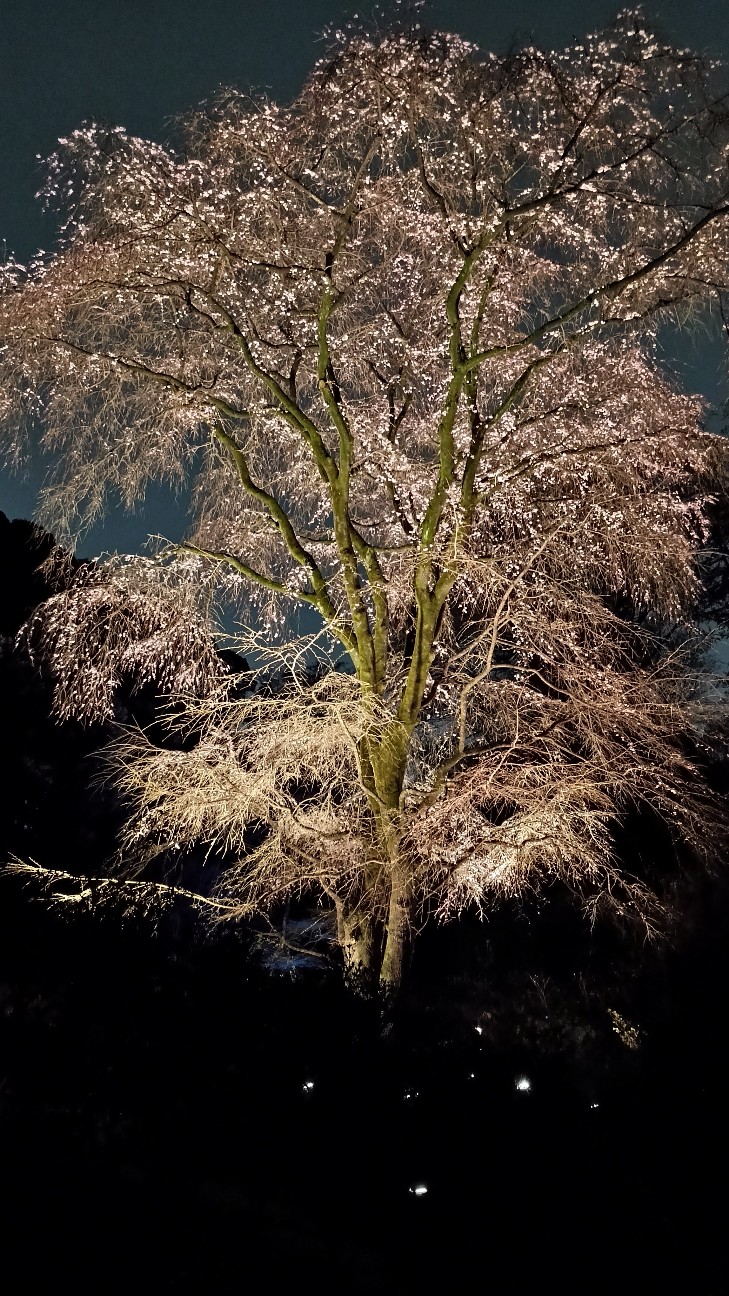 f:id:nohohontanuki:20260322182345j:image f:id:nohohontanuki:20260322182345j:image