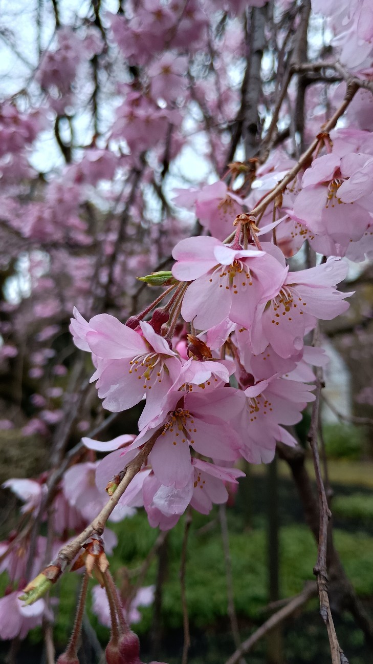 f:id:nohohontanuki:20260322183235j:image f:id:nohohontanuki:20260322183235j:image