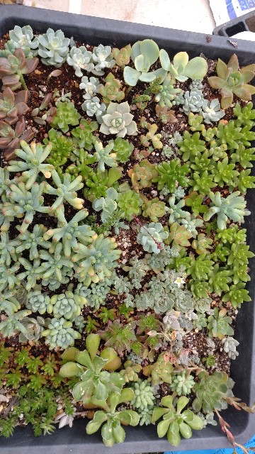 f:id:nohohow_kurashi:20220620165206j:image