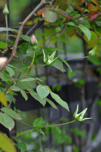 f:id:noi3noi:20190501110623j:plain f:id:noi3noi:20190501110623j:plain