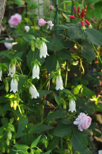 f:id:noi3noi:20190519075730j:plain f:id:noi3noi:20190519075730j:plain