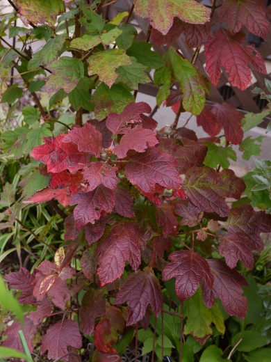 f:id:noi3noi:20201022100851j:plain f:id:noi3noi:20201022100851j:plain