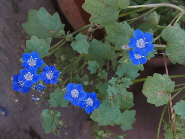 6月9日のにわ にわのいろpart 6月9日のにわ にわのいろpart