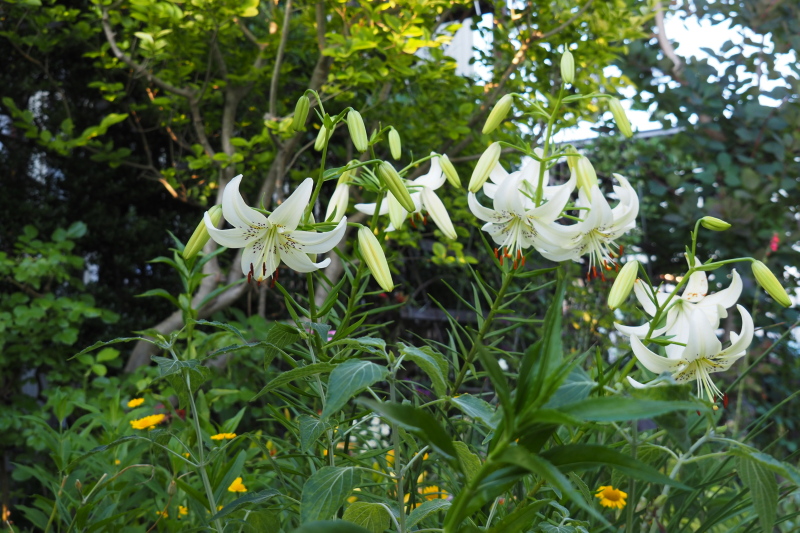 花の形状 シャンデリア ホワイト グリーン 花の形状 シャンデリア
