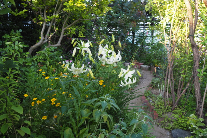 シャンデリアリリー咲く庭 - にわのいろpartⅡ