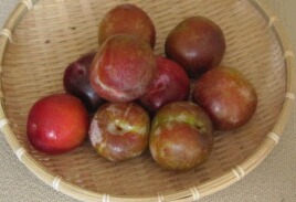 f:id:noibara420:20100824214839j:image