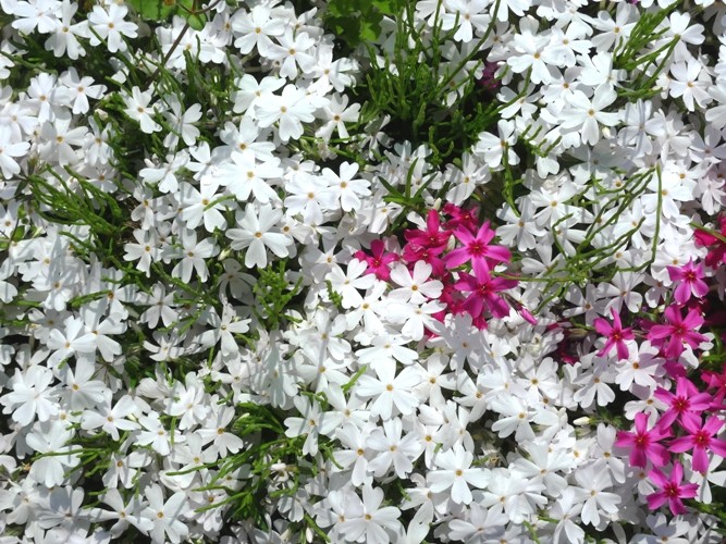 f:id:noir555:20090419132330j:image f:id:noir555:20090419132330j:image