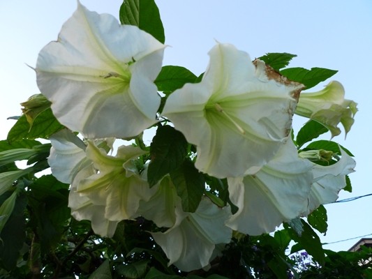 f:id:noir555:20091115162421j:image f:id:noir555:20091115162421j:image