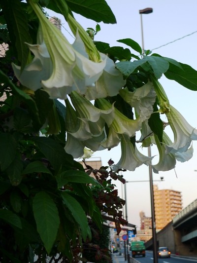 f:id:noir555:20091115162435j:image f:id:noir555:20091115162435j:image