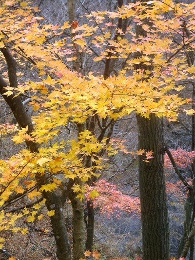 f:id:noir555:20091122112311j:image f:id:noir555:20091122112311j:image