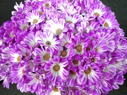 f:id:noir555:20100411145028j:image f:id:noir555:20100411145028j:image