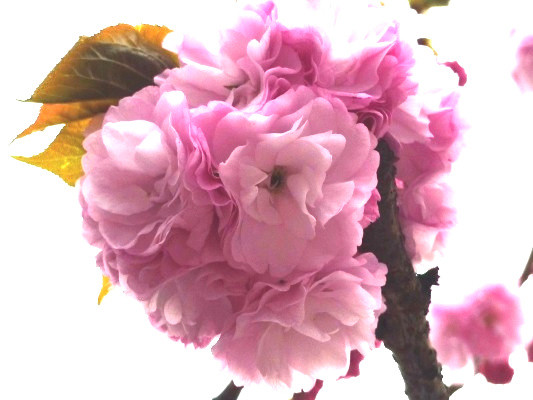f:id:noir555:20100411170052j:image f:id:noir555:20100411170052j:image