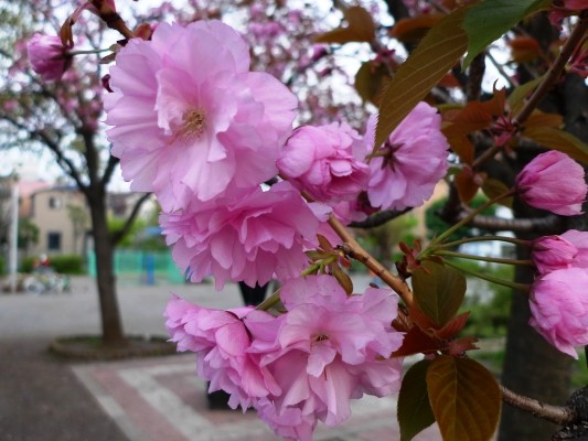 f:id:noir555:20100418174428j:image