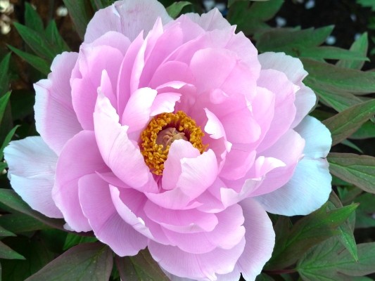 f:id:noir555:20100425153230j:image