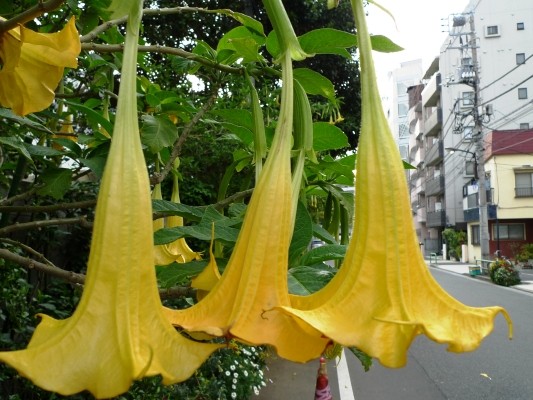 f:id:noir555:20100503171101j:image
