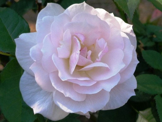 f:id:noir555:20100516150412j:image f:id:noir555:20100516150412j:image