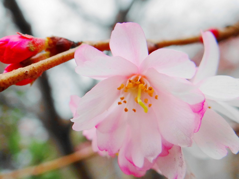 f:id:noir555:20120316224912j:image:w640