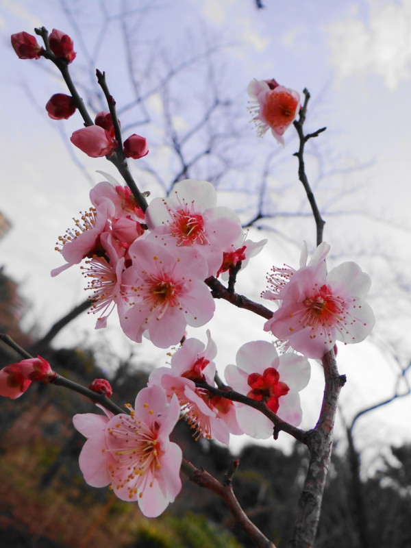 f:id:noir555:20120316224913j:image:w640