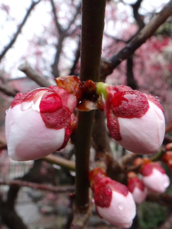 f:id:noir555:20120318234017j:image:w640