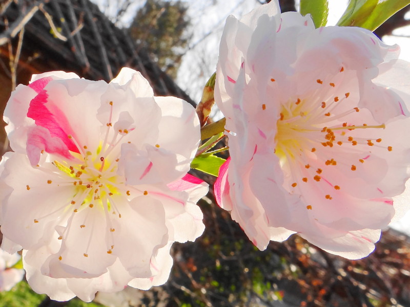 f:id:noir555:20120407205253j:image:w640