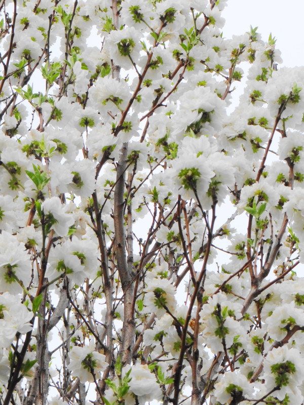 f:id:noir555:20120421001745j:image:w640 f:id:noir555:20120421001745j:image:w640