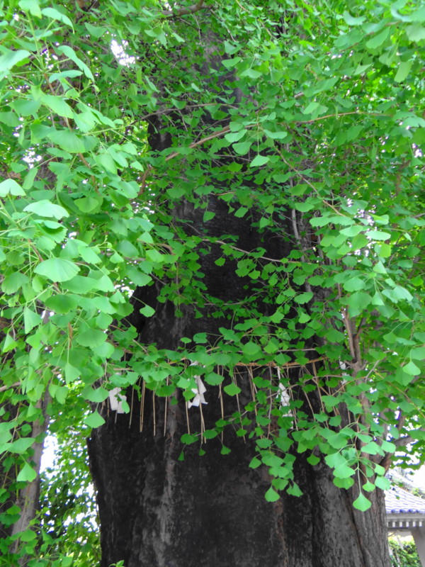f:id:noir555:20120507175713j:image:w640