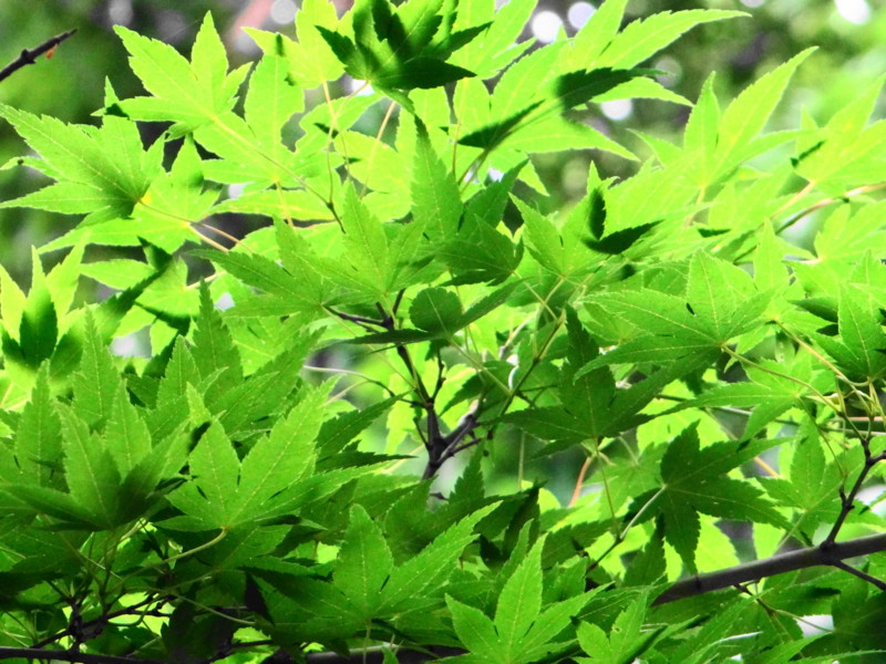 f:id:noir555:20121016194437j:image:w640