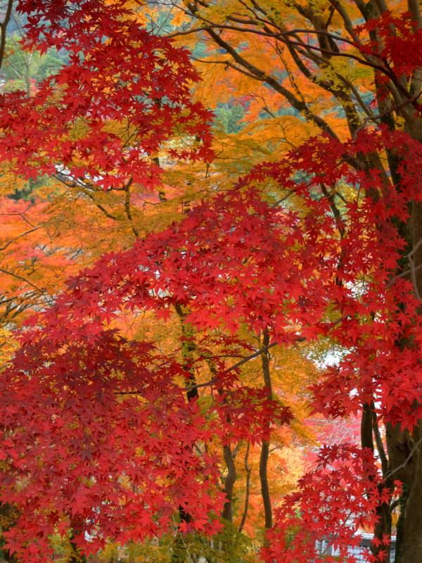 f:id:noir555:20121211151242j:image:w640